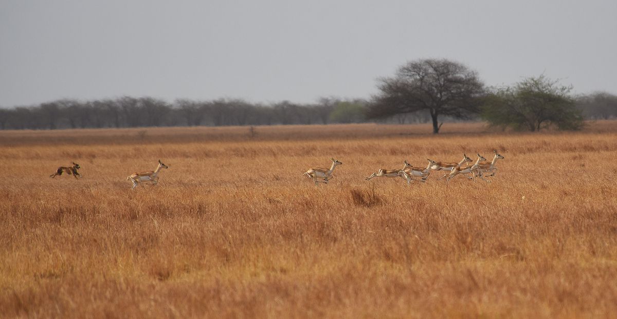 A free-ranging dog chases a herd of blackbucks in Velvadar National Park, Gujarat. Ungulates are often hunted and killed by feral dogs in India. Photo credit: Dr. Anish Andheria