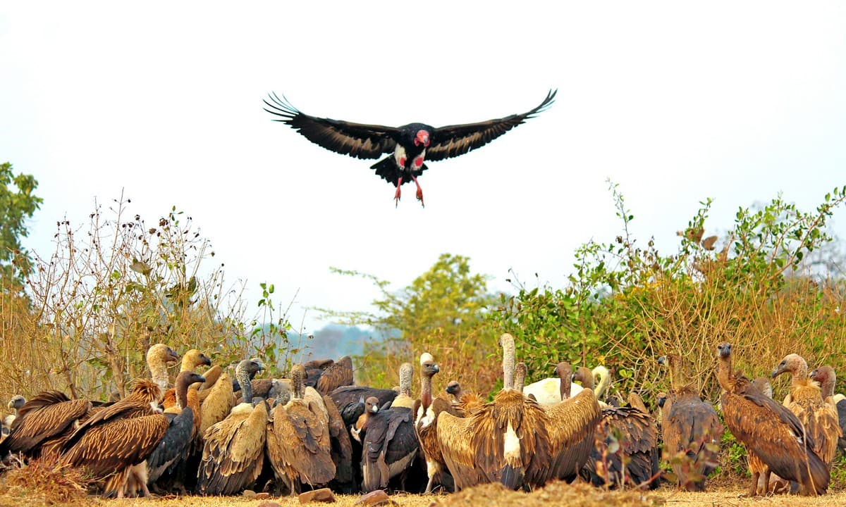 A severe decline in vulture populations in India has been touted as being one of the reasons for the exponential rise in domestic dog population. Photo credit: Arindam Aditya/C BY-SA 4.0