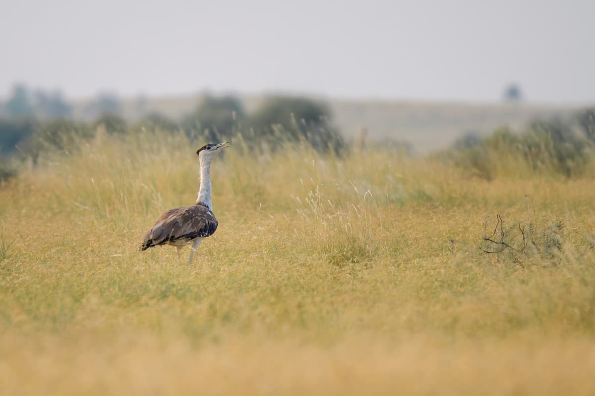 Populations of endangered species such as the Great Indian Bustard are gravely threatened by free-ranging dogs affecting their population recovery and conservation efforts. Photo credit: SaurabhSawant/ CC BY-SA 4.0