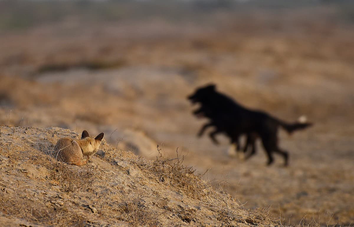 A desert fox hides from a pack of feral dogs in the Little Rann of Kutch. Feral dogs are known to attack predator species in the wild, compete for food resources, interbreed with other canid species, and even alter their behaviour. Photo credit: Dr. Anish Andheria