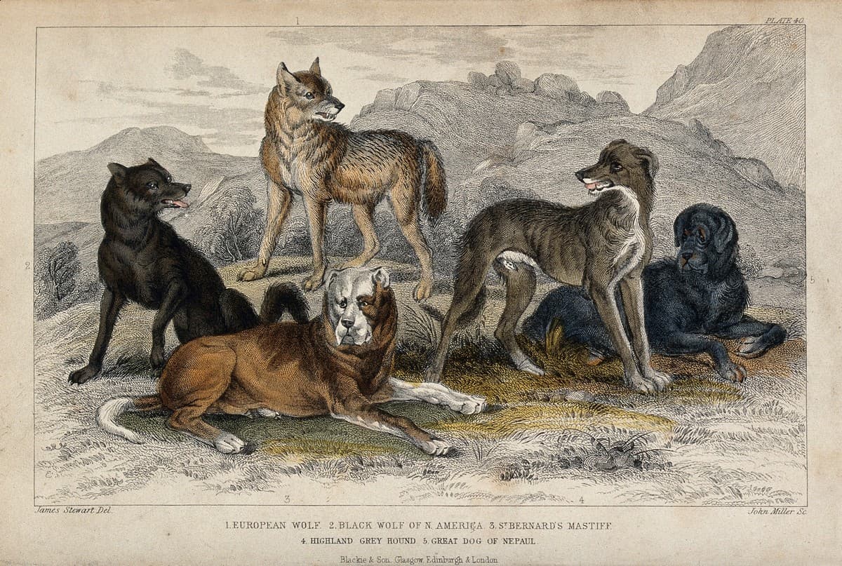 The domestic dog (Canis familiaris) evolved from wolves (Canis lupus) through taming, domestication, and selective breeding by humans over the past ~15,000 years. Credit: Wellcome Images/Wikimedia Commons