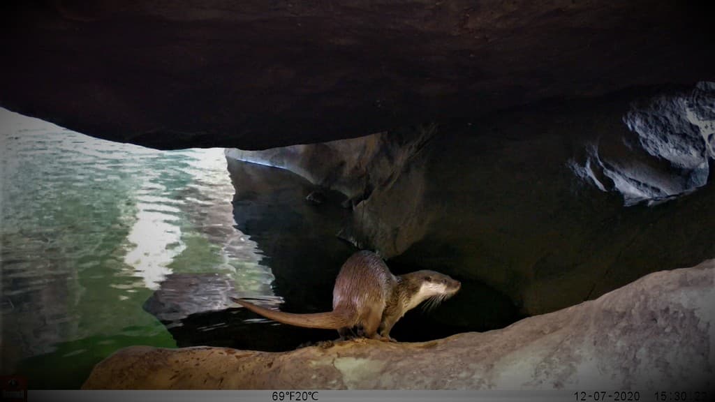 Rediscovery of Eurasian Otter