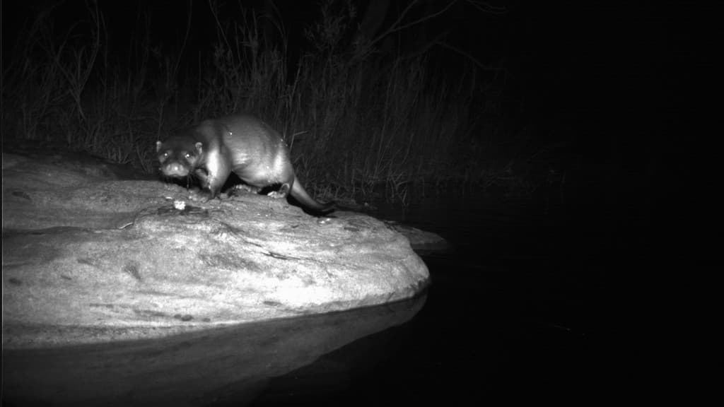 Photographic evidence of Eurasian otter in the Satpura Tiger Reserve, Madhya Pradesh, obtained through WCT’s camera trapping exercise.