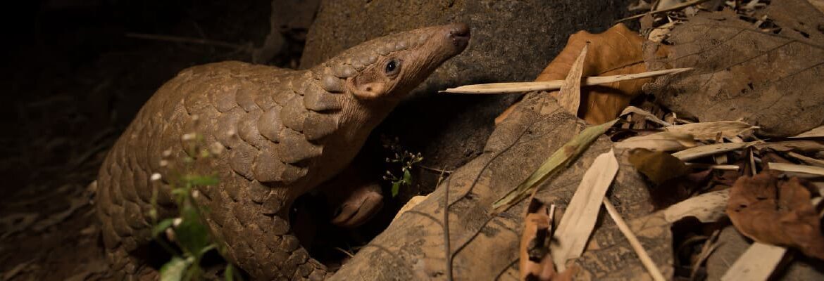 Developing an Ecology-based Conservation Strategy for the Indian Pangolin