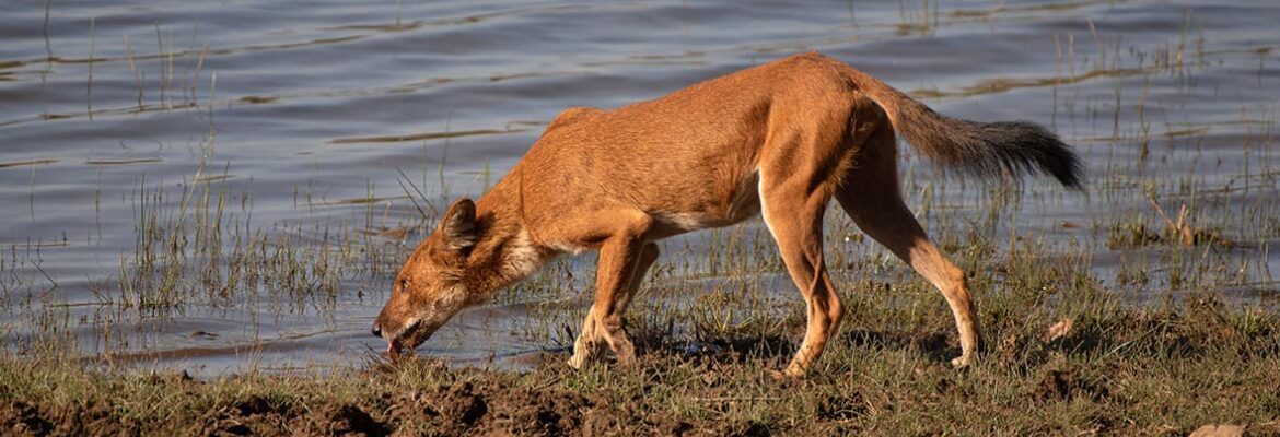 Western Ghats: Improving Large Carnivore Connectivity - Hindi