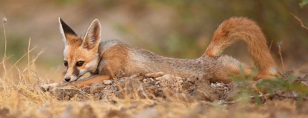 The Wildlife Conservation Trust (WCT) was founded to safeguard India’s life-giving ecosystems in a holistic, sustainable manner. Recognising the interconnectedness between people and ecosystems, WCT uses a 360° approach to conservation by placing equal emphasis on both forest and wildlife conservation and community development.