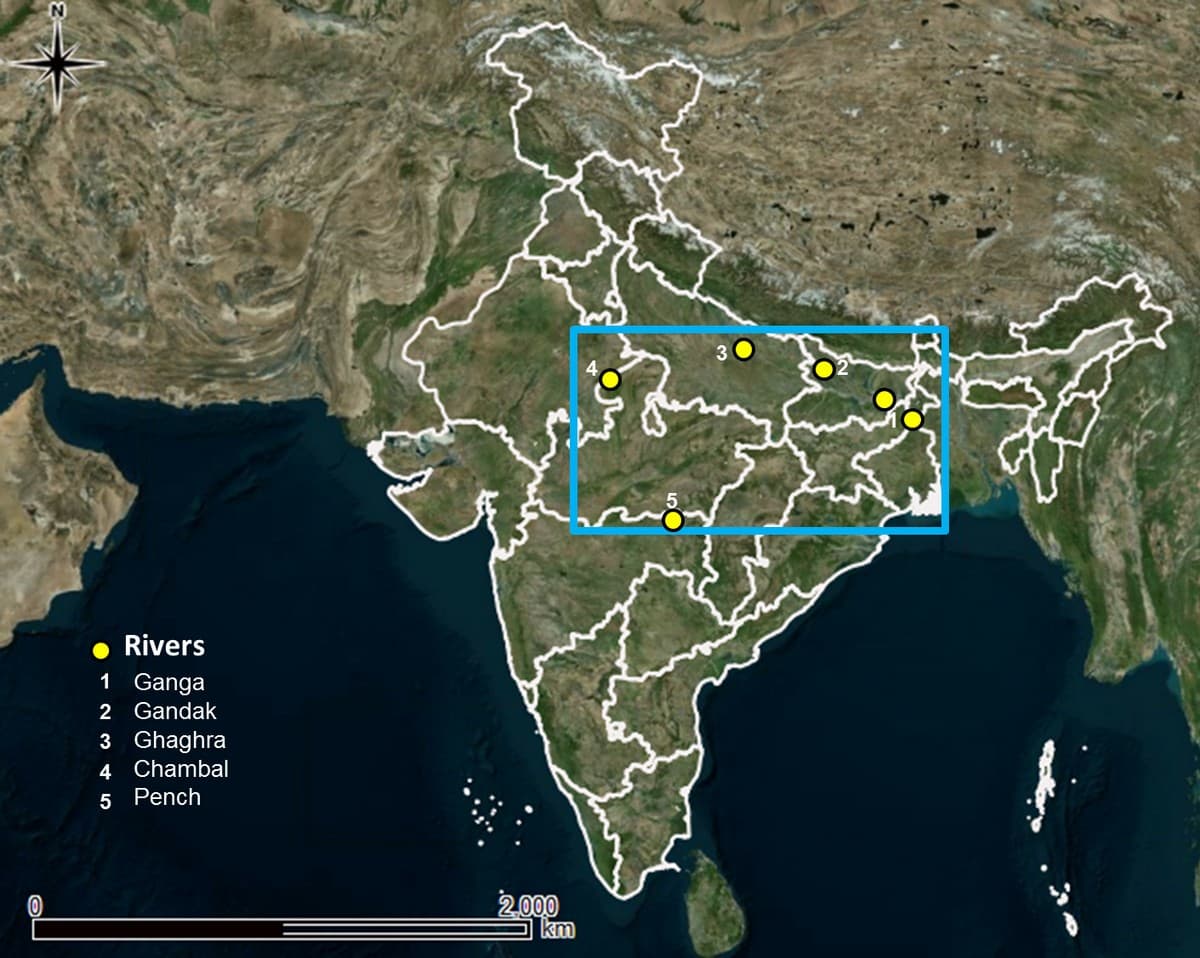 REAL programme project sites in the Gangetic Plains and Central India. Credit: WCT