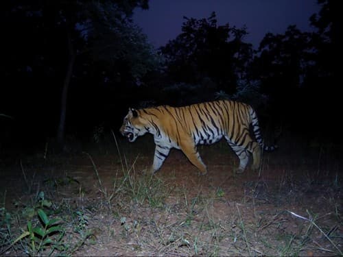 A tiger caught on WCT’s camera traps in the Bramhapuri Forest Division, Chandrapur district, Maharashtra. Human-tiger conflict is an escalating problem in this region. (Photos: WCT/Maharashtra Forest Department)