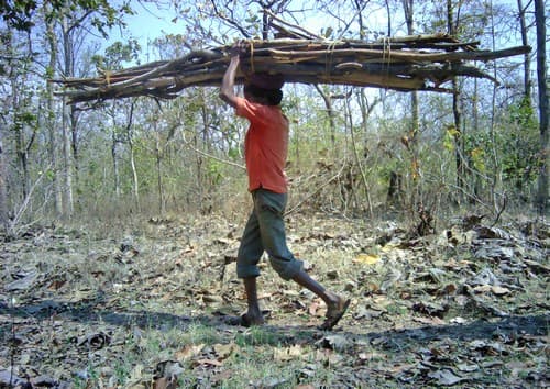 A local collecting fuelwood from the forest caught on WCT’s camera traps in the Bramhapuri Forest Division, Chandrapur district, Maharashtra. Human-tiger conflict is an escalating problem in this region.