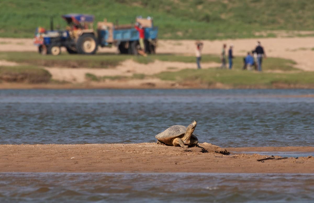 Sand mining in the habitat of the critically endangered red-crowned roofed turtle, Chambal, India. Photo: Dr. Anish Andheria.