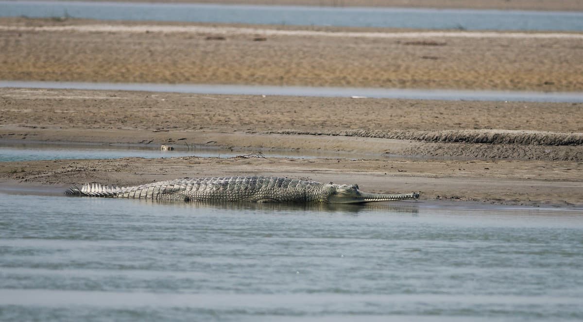 The flood water level data accessed and analysed using the FLOWIDER 1.0 app can help monitor threatened riverine species across 24 rivers in the Gangetic Plains, such as the critically endangered gharial. Photo credit: Soumen Bakshi