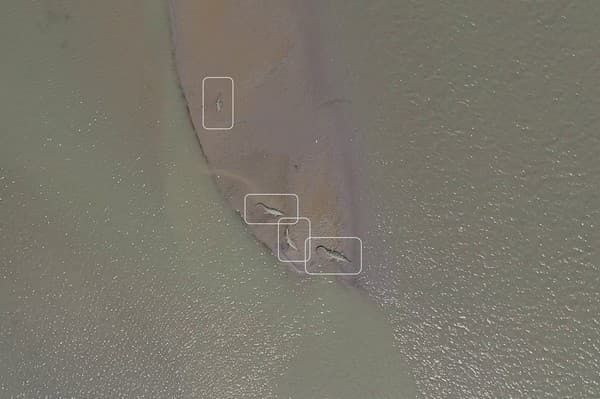 Gharials detected by an Unmanned Aerial Vehicle as part of WCT’s data gathering and river dolphin and gharial monitoring efforts in the Ganges plains