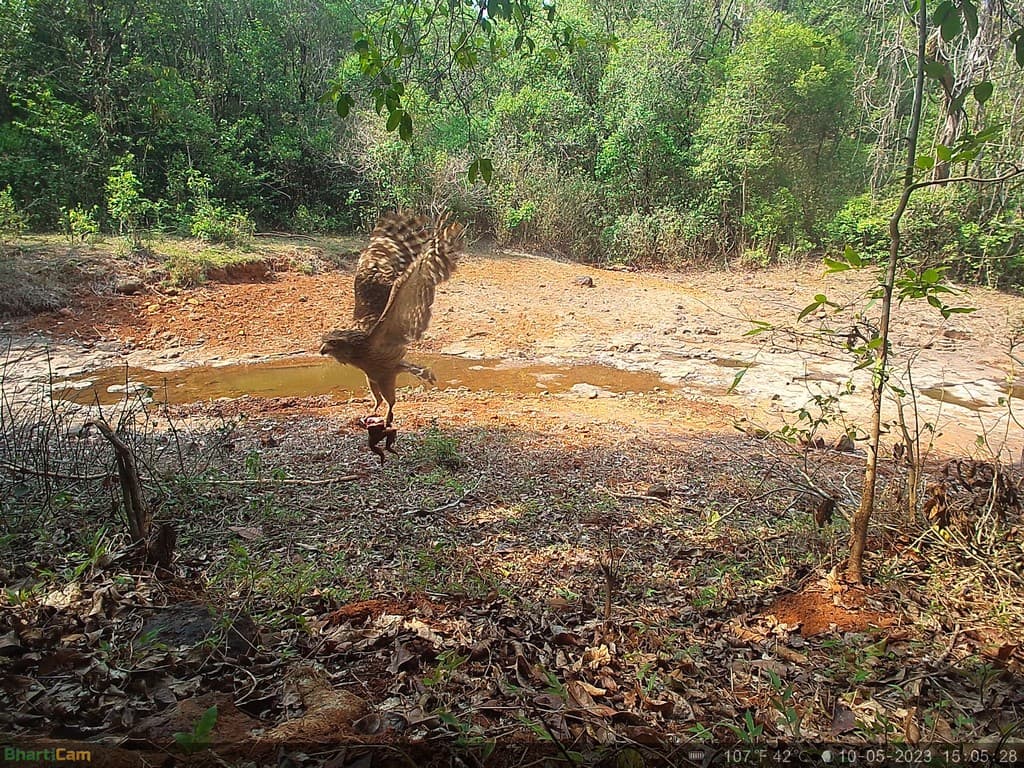 A brown fish owl preys on a bullfrog. Credit: WCT/Maharashtra Forest Department