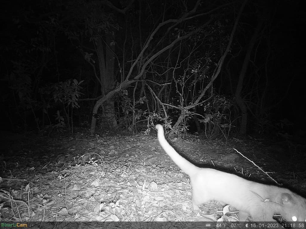 A Brown palm civet, plausibly a leucistic individual. Credit: WCT/Maharashtra Forest Department