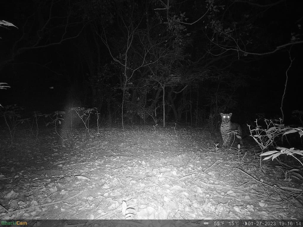 A gaur calf bolting (top) and moments later an adult leopard appears at the scene (precisely 7 seconds apart) (bottom). Credit: WCT/Maharashtra Forest Department.