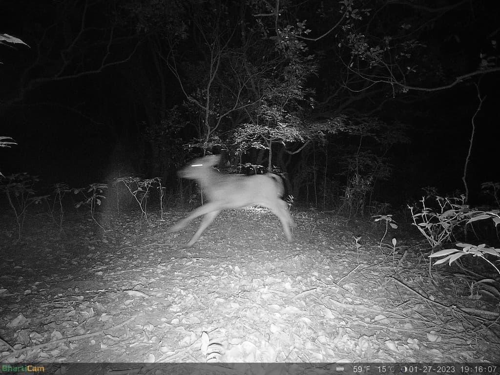 A gaur calf bolting (top) and moments later an adult leopard appears at the scene (precisely 7 seconds apart) (bottom). Credit: WCT/Maharashtra Forest Department.