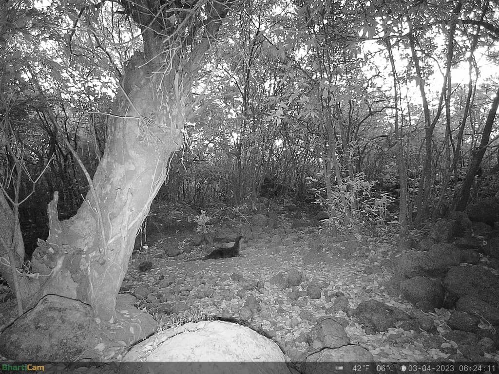 Asian small-clawed otter. Credit: WCT/Maharashtra Forest Department