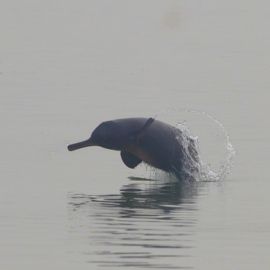 IUCN’s latest Red List Assessment of the Ganges river dolphin