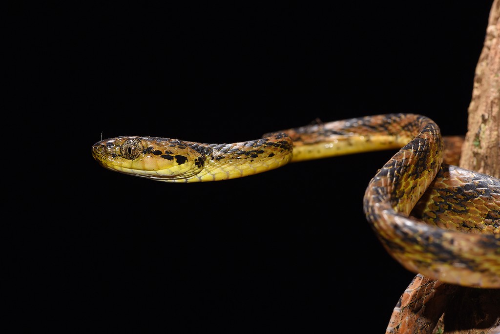 The tiger was purposefully chosen as a symbol for landscape-scale conservation as it is long ranging, adapted to different habitat types and sits at the apex of its food chain. The tiger cannot be conserved without first safeguarding a sufficiently large area. And when that happens, innumerable small and large species end up being protected. This cat snake, and the Cnemaspis gecko, were unknown to science when the author photographed them in 2017 in Tamil Nadu’s Kalakkad Mundanthurai Tiger Reserve. Photos: Dr. Anish Anderia