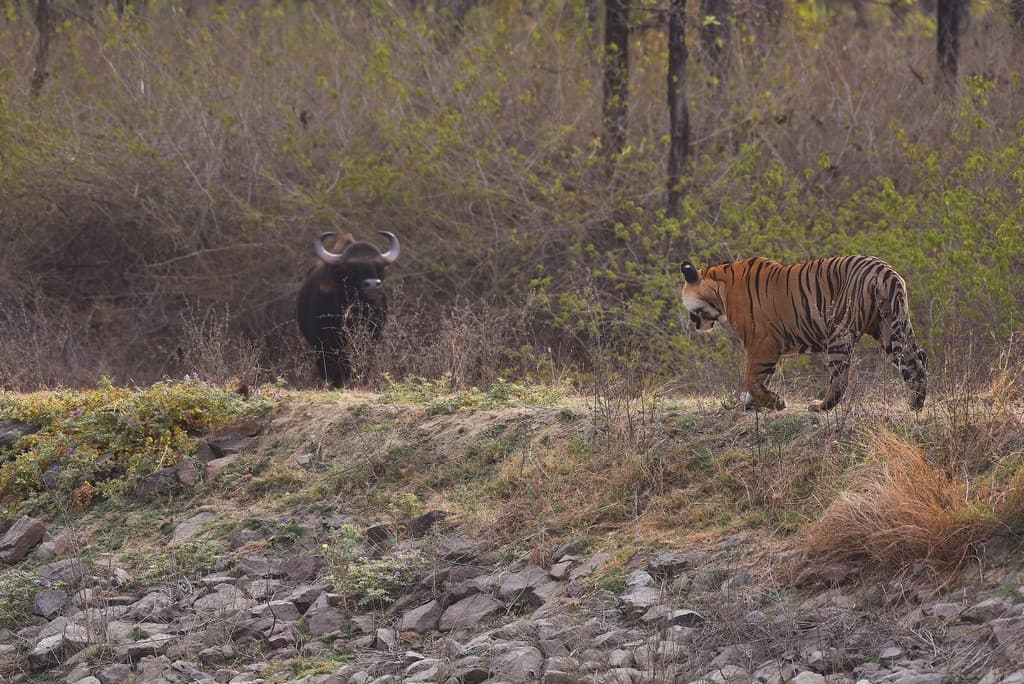 A face off between the largest cat and the most formidable bovine on earth. The density of tigers is highly dependent on the density of large herbivores. While sambar and chital form a staple diet of the tiger in India, gaur too are taken if an opportunity presents itself. After all, an adult gaur kill can last for five to six days for a family of four – a tigress and three 15-20 month old cubs. Photo: Dr. Anish Andheria