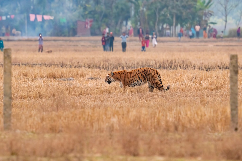  tigress from Assam’s Orang Tiger Reserve walks through a dry paddy field as farm workers and villagers watch her while shooting mobile camera images. With over 60 per cent of India’s population engaged in farming, or being directly farm-dependent, it is imperative that we have systems in place that directly benefit local communities so that farmers are not forced to pay the price of India’s ecological successes. Photo: Nejib Ahmed/Sanctuary Photolibrary