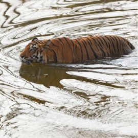 Tiger Conservation-The Road Ahead