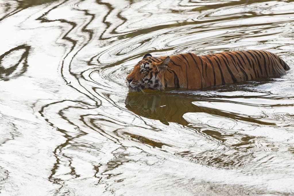 Tigers seldom stray far from perennial water sources. Unlike most cats, water is much more to a tiger than a mere thirst-quenching substance. During summers they often enter the water to cool off, just like this adult male. Not surprisingly, the tiger is called the ‘striped water god’. Photo: Dr. Anish Andheria