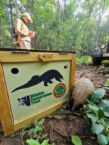 A pangolin shifted to the release site in a specially designed wooden transportation box. Photo credit: WCT