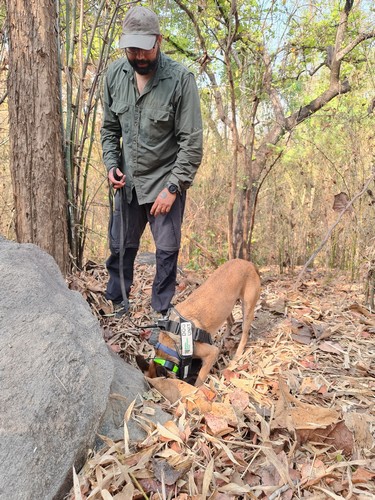 Map showing a survey track using detection dogs. The GPS collars fitted on the dogs help track the path, distance, and effort of every survey. Photo credit: WCT