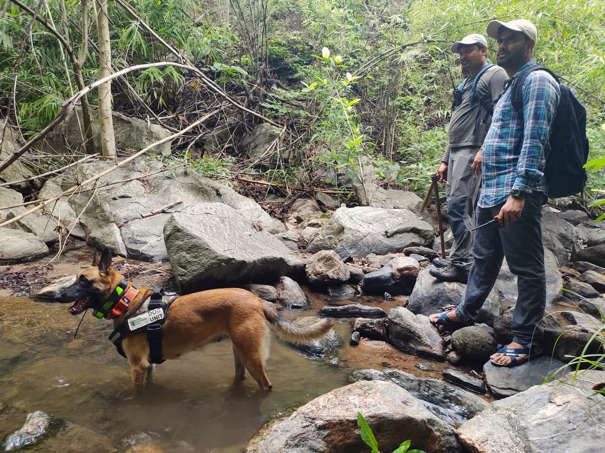 Hira (left), one of WCT’s four conservation dogs, helps the team track a radio-tagged pangolin.