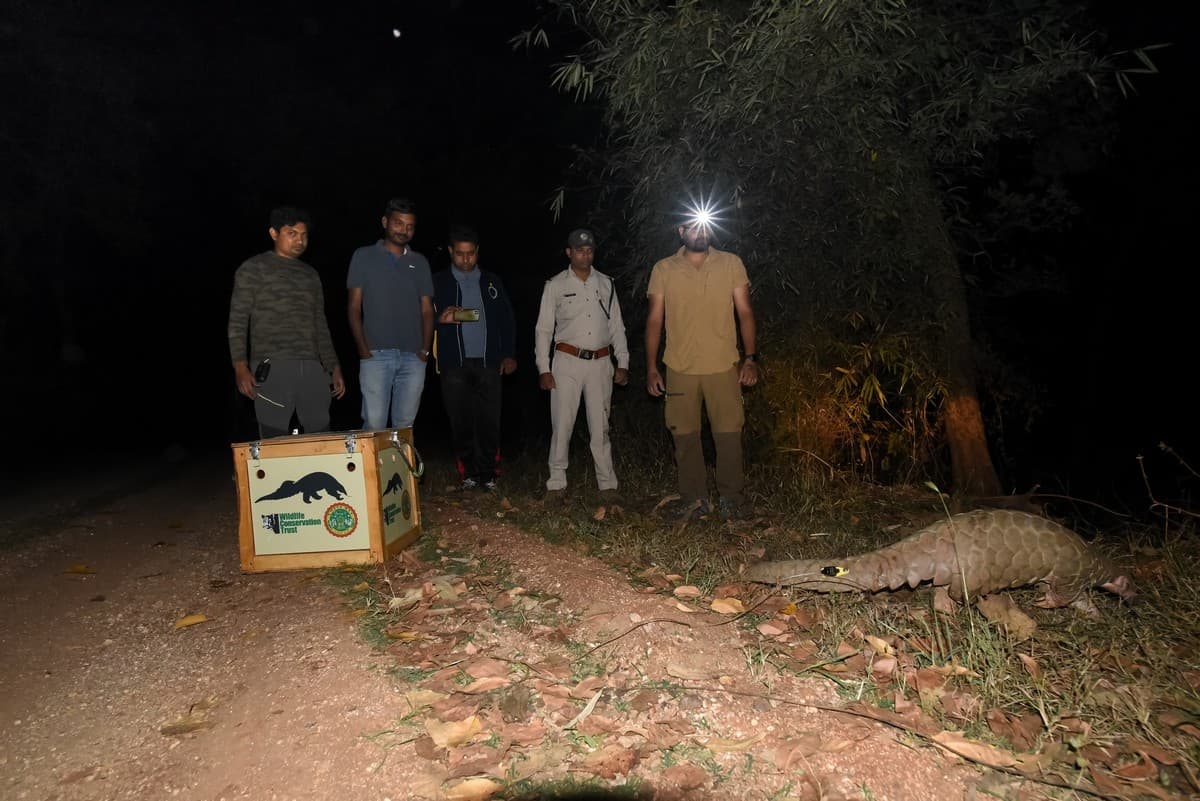 MPFD and WCT staff releasing a tagged pangolin. Photo credit: WCT & MP Forest Department