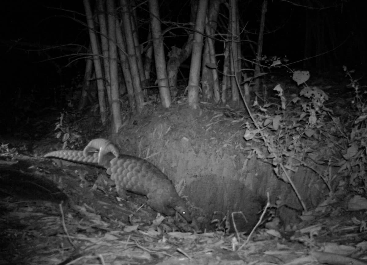 A camera trap image of one of the radio-tagged pangolins carrying her young one or a pangopup. Credit: WCT & MPFD