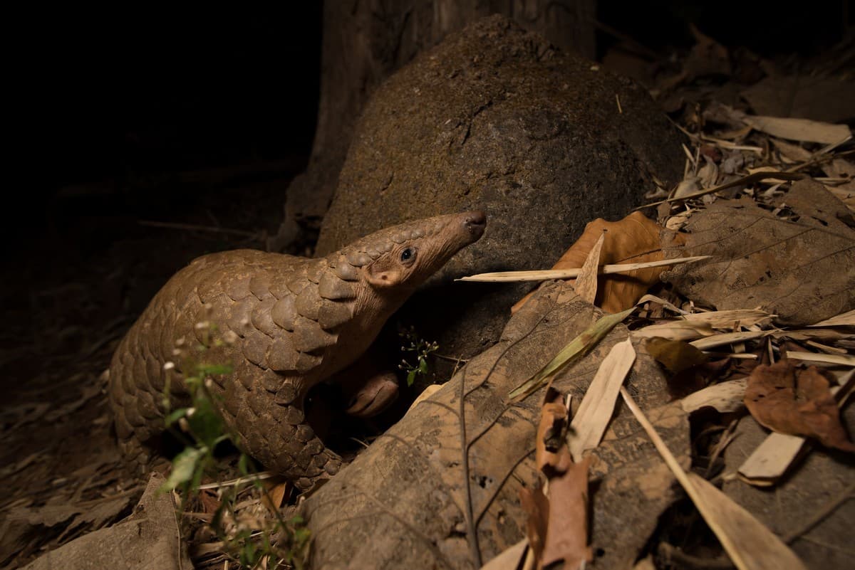 Indian pangolins are endangered and targeted for their scales and meat.