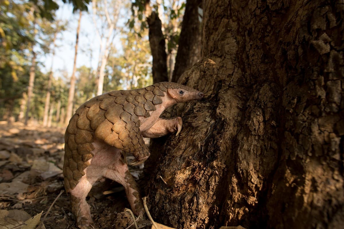 Also called the scaly anteater, the pangolin is unique in that it is the only mammal endowed with scaly armour.