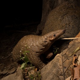 Scaling up Pangolin Conservation in India