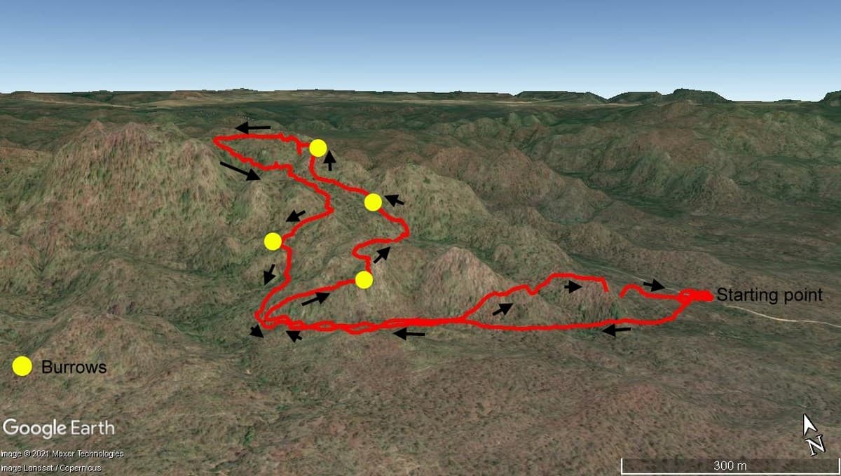 Map showing a survey track using detection dogs. The GPS collars fitted on the dogs help track the path, distance, and effort of every survey. Photo credit: WCT