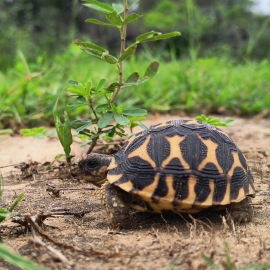 Indian Star Tortoise: A rare species fighting to protect the brilliance of its stars.