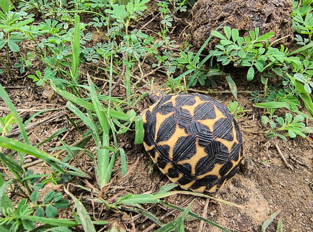 Indian Star Tortoise: A rare species fighting to protect the brilliance of its stars.