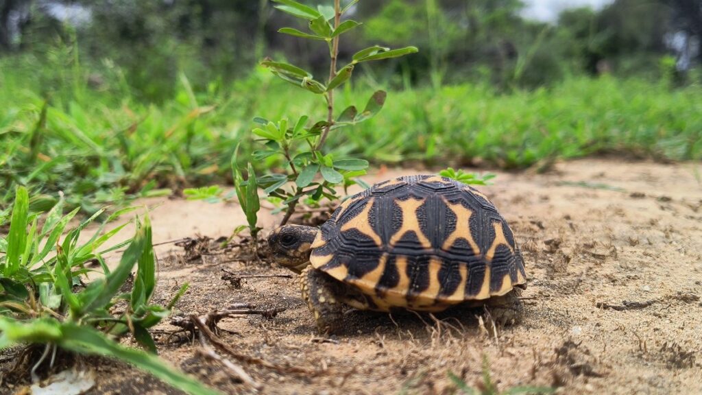 Indian Star Tortoise: A rare species fighting to protect the brilliance of its stars.