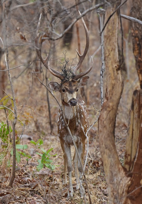 A male chital deer with a noose stuck in its horns.