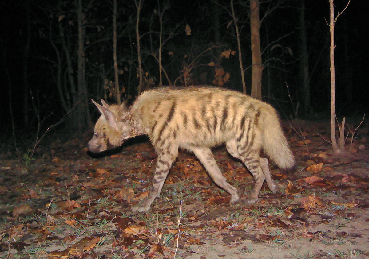 A hyena suffering from a deep wound on its neck caused by a noose.