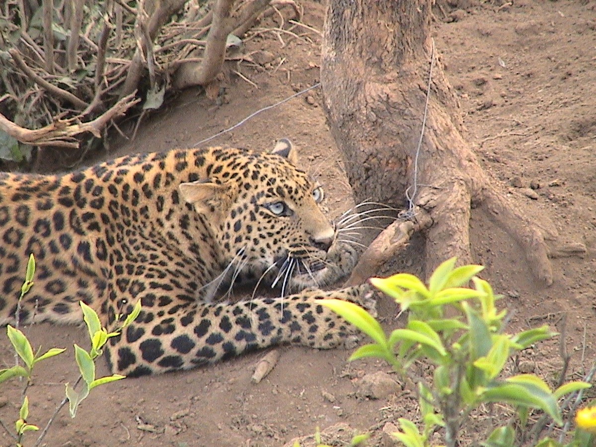 A leopard trapped in a wire noose. Although most wire snares are used to hunt herbivores, these snares can capture virtually any animal in the forest that is unlucky enough to get caught in the trap.