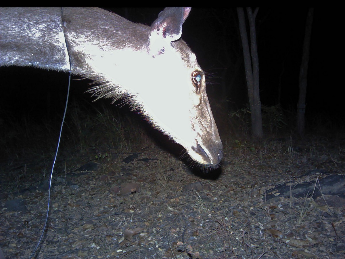 A female Sambar deer caught in a wire noose. Even if the animals break the noose, the noose gets stuck in their neck or stomach, and then slowly sinks into their body, biting their flesh. Ultimately the infection spreading in the wounds leads to the painful death of the animal. 