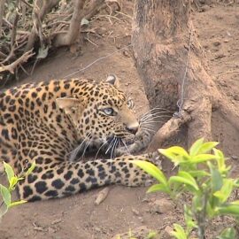 Poacher snares – invisible traps of death laid in the forest - Leopard caught in a snare.