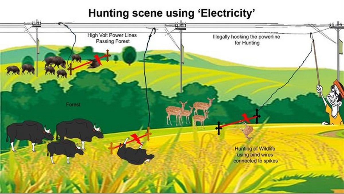 Illustration of the method of hunting with electrified wires.