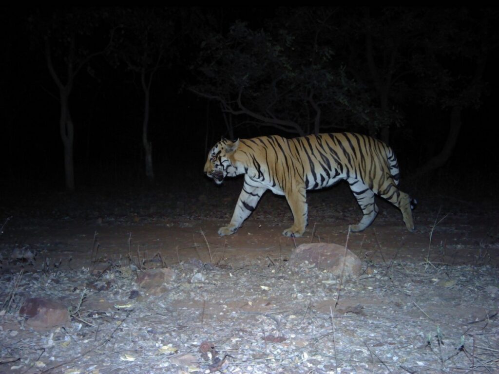 Camera-trap capture of a tiger roaming in the forests of Chandrapur, beyond the protected area.