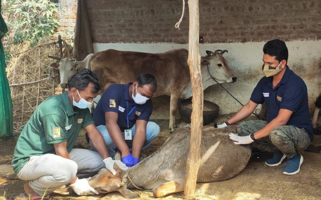 Collection of blood sample for bovine tuberculosis (bTB) surveillance project