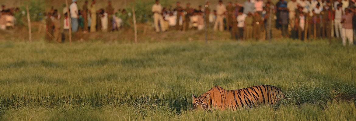 When humans and wildlife live alongside each other, there is bound to be some interaction. Often, humans perceive such interactions as conflict, endangering the lives of both people and wildlife. WCT works closely with state forest departments to mitigate conflict and minimise losses on either side. WCT’s Human-Wildlife Interface Management (HWIM) division trains forest staff in reducing damage during conflict situations and assists the Forest Department in devising long-term solutions.