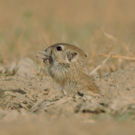 Desert Gerbil: A drummer of the desert