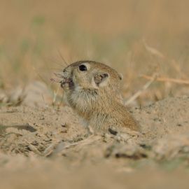 Desert Gerbil: A drummer of the desert